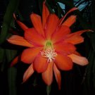 Orange Crush Epiphyllum Cutting | Orchid Cactus Starter Plant with Exotic Blooms Orange Crush Epiphyllum Cutting | Orchid Cactus Starter Plant with Exotic Blooms