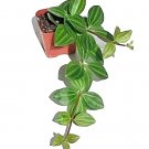 Peperomia Angulata Funky Frog Cuttings x5 | Variegated Houseplant Starter Unrooted 4" Peperomia Angulata Funky Frog Cuttings x5 | Variegated Houseplant Starter Unrooted 4"