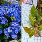Pop Star Hydrangea Rooted Cuttings 6-Pack | Easy to Grow Ornamental Shrub Starter Plants Pop Star Hydrangea Rooted Cuttings 6-Pack | Easy to Grow Ornamental Shrub Starter Plants