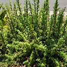 Portulacaria Afra Cuttings x10 | Elephant Bush Mini Jade Succulent Starter Plants