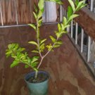 Barbados Cherry Tree Live Plant | Acerola 12" Starter Plant Cut Back | Tropical Fruit Tree Barbados Cherry Tree Live Plant | Acerola 12" Starter Plant Cut Back | Tropical Fruit Tree