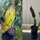Colombian Yellow Dragon Fruit Cuttings x8 | 7" Pitahaya Starter Plants for Garden & Trellis Colombian Yellow Dragon Fruit Cuttings x8 | 7" Pitahaya Starter Plants for Garden & Trellis