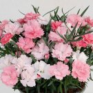 Dianthus Everlast Pink to White | 2 Live Perennial Plants in Pots | Easy to Grow Flowers Dianthus Everlast Pink to White | 2 Live Perennial Plants in Pots | Easy to Grow Flowers