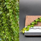 Million Hearts Plant Cutting | Dischidia ruscifolia Vine Starter for Hanging Basket Million Hearts Plant Cutting | Dischidia ruscifolia Vine Starter for Hanging Basket