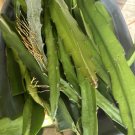 Physical Graffiti Dragon Fruit Cutting 8"+ | Hylocereus Hybrid Cactus Starter Plant