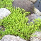 Sedum sarmentosum Cuttings 40 pcs | Live Perennial Ground Cover Succulent Starter Sedum sarmentosum Cuttings 40 pcs | Live Perennial Ground Cover Succulent Starter