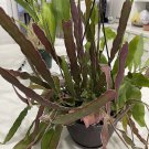 Epiphyllum Hookeri Cuttings 8 pcs + 2 Night Blooming Bonus | 8–10" Fragrant Starter Epiphyllum Hookeri Cuttings 8 pcs + 2 Night Blooming Bonus | 8–10" Fragrant Starter
