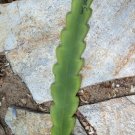 Vista Sun Epiphyllum Cutting 1 pc | 8–10" Orchid Cactus Starter Plant