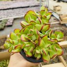 Sedum dendroideum Cuttings 5 pcs | Succulent Starter Plants for Fairy or Rock Gardens Sedum dendroideum Cuttings 5 pcs | Succulent Starter Plants for Fairy or Rock Gardens