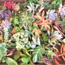 50 Variety Succulent Cuttings 2+ lbs | Large Mixed Pack for Arrangements & Gardens 50 Variety Succulent Cuttings 2+ lbs | Large Mixed Pack for Arrangements & Gardens