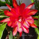 Epiphyllum Fayette Cutting 1 pc | 8–10" Orchid Cactus Unrooted Stem Starter