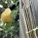 Pear Tree Cuttings 12 pcs | Fresh Live Scions for Grafting & Rooting Starter Plants
