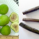 Desert King Fig Cuttings 3 pcs | Cold Hardy Yellow Fig Tree Scions for Zones 5–9 Desert King Fig Cuttings 3 pcs | Cold Hardy Yellow Fig Tree Scions for Zones 5–9