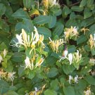 Japanese Honeysuckle Vine Cuttings | 10 Fresh Unrooted Lonicera japonica Stems for Planting