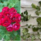Geranium Double Red Cuttings | 4 Fresh Pelargonium Stems for Planting Flowering Plants Geranium Double Red Cuttings | 4 Fresh Pelargonium Stems for Planting Flowering Plants