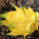 Hawaiian Gold Dragon Fruit Cutting | 8–10" Fresh Unrooted Hylocereus Cactus Starter Hawaiian Gold Dragon Fruit Cutting | 8–10" Fresh Unrooted Hylocereus Cactus Starter