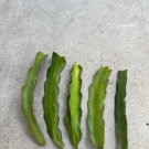 White Dragon Fruit Cuttings | 5 Fresh 8" Self-Pollinating Hylocereus Cactus Stems White Dragon Fruit Cuttings | 5 Fresh 8" Self-Pollinating Hylocereus Cactus Stems