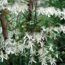 Sweet Autumn Clematis Cuttings | 10 Fresh Clematis terniflora Vine Stems, Fragrant Blooms