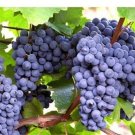 Blue Grape Vine Cuttings | 30 Fresh Green Vitis vinifera ‘André’ Hardy Variety Blue Grape Vine Cuttings | 30 Fresh Green Vitis vinifera ‘André’ Hardy Variety