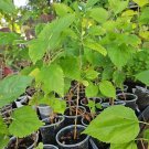 Dwarf Black Mulberry Plant | Live Morus nigra Everbearing, 10"+ Well Rooted Dwarf Black Mulberry Plant | Live Morus nigra Everbearing, 10"+ Well Rooted