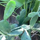 Prickly Pear Cactus Pads | 4 Fresh Opuntia ficus-indica Edible Pads for Planting