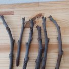 Dwarf Black Mission Fig Cuttings | 6 Fresh Ficus carica Stems for Rooting & Growing Dwarf Black Mission Fig Cuttings | 6 Fresh Ficus carica Stems for Rooting & Growing
