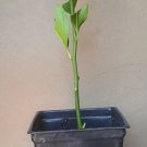 Eureka Lemon Cuttings | 6" Rooted Citrus limon Stems from Mature 15-Year Tree