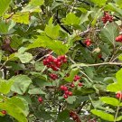 Highbush Cranberry Cuttings | 5 Fresh Viburnum trilobum Stems, Cold Hardy Perennial Shrub Highbush Cranberry Cuttings | 5 Fresh Viburnum trilobum Stems, Cold Hardy Perennial Shrub