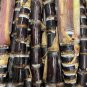 Soft Chew Black Sugar Cane Cuttings | Fresh Saccharum officinarum Plant Stalks