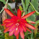 Epiphyllum ‘Fayette’ Cuttings | 8–10" Unrooted Orchid Cactus Stems for Planting Epiphyllum ‘Fayette’ Cuttings | 8–10" Unrooted Orchid Cactus Stems for Planting