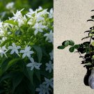 Star Jasmine Plant | 1 Rooted Stem of Trachelospermum jasminoides for Planting