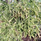Rhipsalis teres prismatica Cuttings | 4 Branching Jungle Cactus Stems, 5" Each