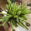 Dog Tail Cactus Cuttings | 3 Fresh Aporocactus flagelliformis Succulent Stems