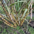 Sugar Cane Cuttings | Fresh Saccharum officinarum Stems for Planting – Medium Box Sugar Cane Cuttings | Fresh Saccharum officinarum Stems for Planting – Medium Box