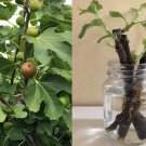 Celeste Fig (Ficus carica) | 2 Fresh Cuttings with Willow Water for Rooting
