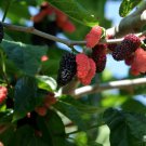 Dwarf Everbearing Mulberry (Morus nigra) | Live Plant for Fruit Gardens