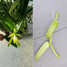 Vanilla Bean Orchid Cutting 12 Inch | Vanilla planifolia Live Plant for Growing Indoors or Garden