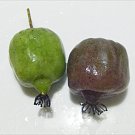 20 Hardy Arctic Kiwi Cuttings | Actinidia arguta Seedless Vine Starter for Organic Fruit Growing 20 Hardy Arctic Kiwi Cuttings | Actinidia arguta Seedless Vine Starter for Organic Fruit Growing