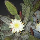 Selenicereus testudo Cactus Cuttings | 2 Live 6–8 Inch Starter Stems for Night-Blooming Vine Selenicereus testudo Cactus Cuttings | 2 Live 6–8 Inch Starter Stems for Night-Blooming Vine