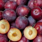 Sweet Pluerry Scion Cuttings | Plum × Cherry Hybrid Grafting Wood for Fruit Tree Propagation Sweet Pluerry Scion Cuttings | Plum × Cherry Hybrid Grafting Wood for Fruit Tree Propagation