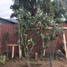 Opuntia cochenillifera Pads | 5 Live 4.5–8" Cochineal Cactus Hummingbird Nopal Cuttings Opuntia cochenillifera Pads | 5 Live 4.5–8" Cochineal Cactus Hummingbird Nopal Cuttings