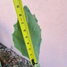 Opuntia gomei Pads | 2 Live 6–10" Old Mexico Pear Cactus Cuttings for Desert Gardens Opuntia gomei Pads | 2 Live 6–10" Old Mexico Pear Cactus Cuttings for Desert Gardens