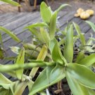 Basket Plant Cuttings | 5 Live 4–6" Callisia fragrans Starter Stems for Indoor or Outdoor Pots Basket Plant Cuttings | 5 Live 4–6" Callisia fragrans Starter Stems for Indoor or Outdoor Pots