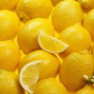 Meyer Lemon Scion Cuttings | 4 Organic Citrus × meyeri Scions 4–6" for Grafting or Rooting Meyer Lemon Scion Cuttings | 4 Organic Citrus × meyeri Scions 4–6" for Grafting or Rooting