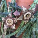 Orbea variegata Starfish Succulent | 3 Live Cuttings 3–4" Each Unique Stapelia Flower Orbea variegata Starfish Succulent | 3 Live Cuttings 3–4" Each Unique Stapelia Flower