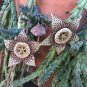Orbea variegata Starfish Succulent | 3 Live Cuttings 3–4" Each Unique Stapelia Flower
