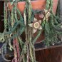 Orbea variegata Starfish Succulent | 3 Live Cuttings 3–4" Each Unique Stapelia Flower