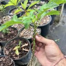 Mexican Sunflower Cuttings | 15 Live Tithonia diversifolia Starter Stems for Propagation Mexican Sunflower Cuttings | 15 Live Tithonia diversifolia Starter Stems for Propagation