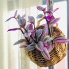 Tradescantia Nanouk Cuttings | 3 Unrooted 3–4" Rare Pink Wandering Jew Houseplant