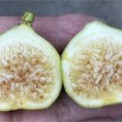 White Marseilles Fig Cutting | Ficus carica Live Stem 8"+ with 3 Nodes for Propagation White Marseilles Fig Cutting | Ficus carica Live Stem 8"+ with 3 Nodes for Propagation